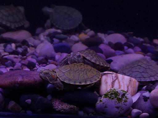 عکس آکواریوم آنجل فیش