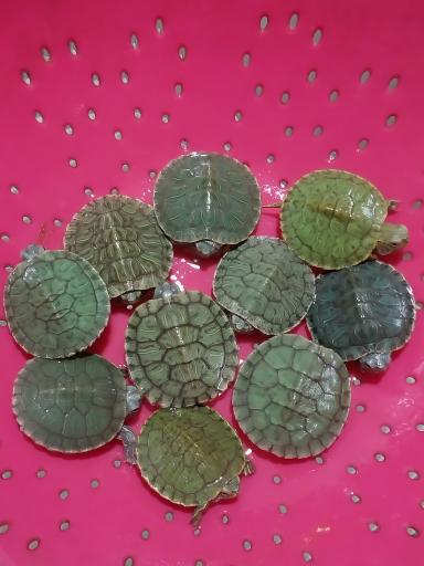 آکواریوم آنجل فیش