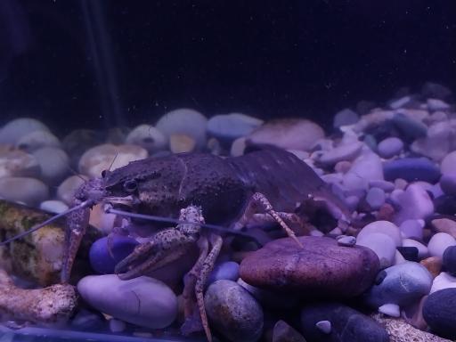 آکواریوم آنجل فیش