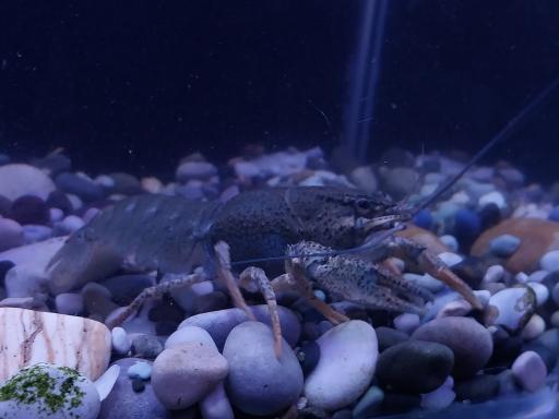 عکس آکواریوم آنجل فیش