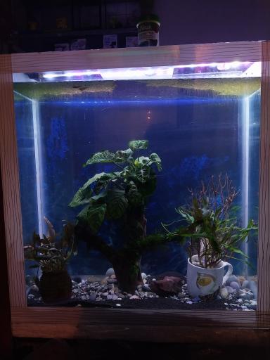 آکواریوم آنجل فیش