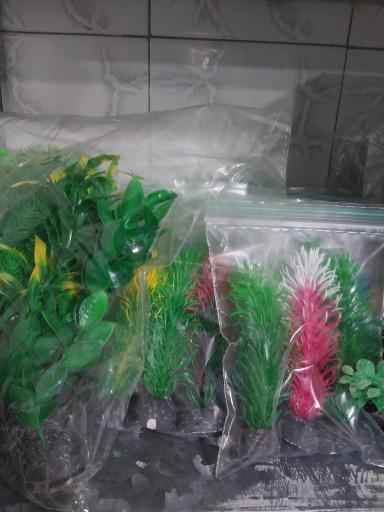 عکس آکواریوم آنجل فیش