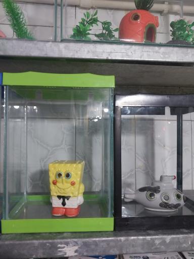 عکس آکواریوم آنجل فیش