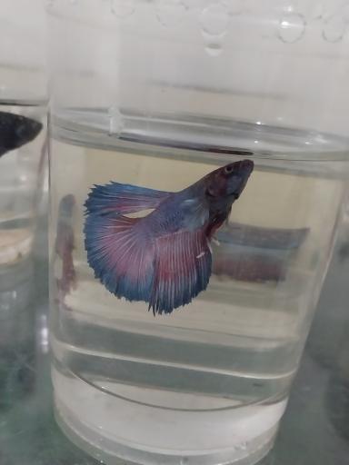 عکس آکواریوم آنجل فیش