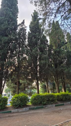 عکس پارک شریعتی