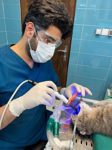 عکس دامپزشکی دامپزشکان سبز