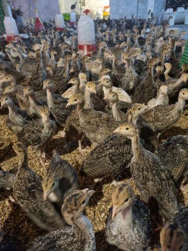 عکس پرورش نیمچه بوقلمون مرتضی طاهری 