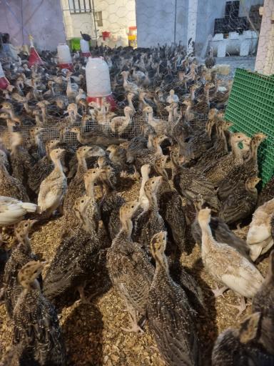 عکس پرورش نیمچه بوقلمون مرتضی طاهری 