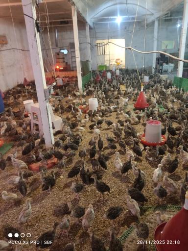 عکس پرورش نیمچه بوقلمون مرتضی طاهری 