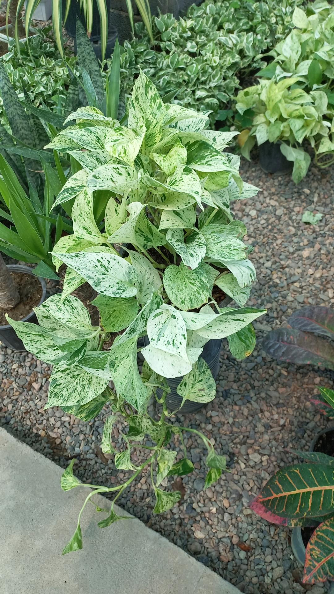عکس گلسرای سینا