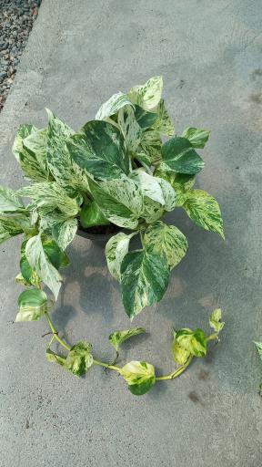 عکس گلسرای سینا