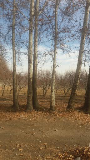 عکس باغ آستان قدس رضوی