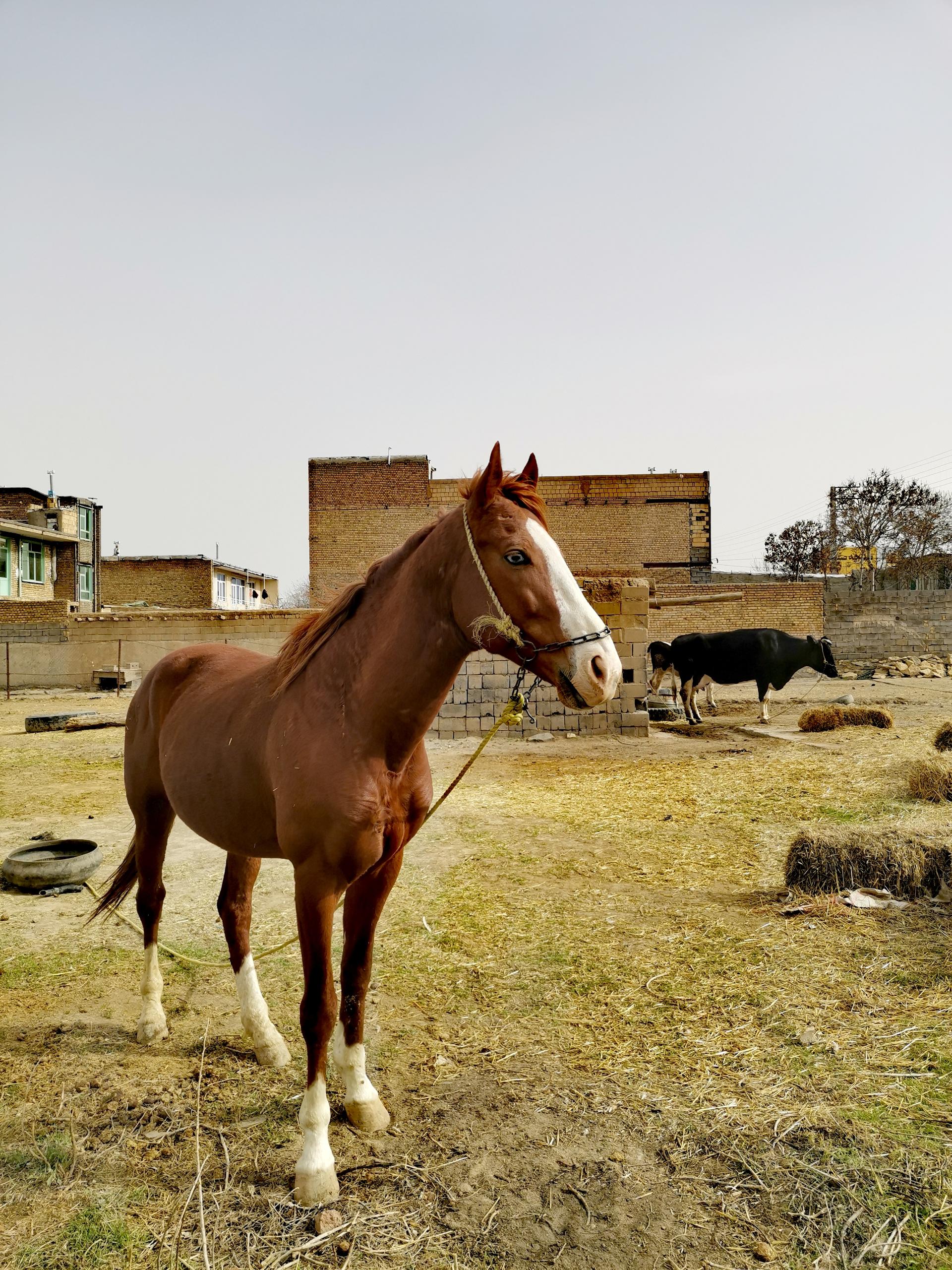 عکس مجموعه پرورش اسب الماس