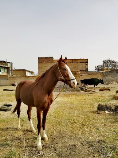 عکس مجموعه پرورش اسب الماس