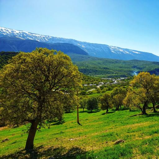 عکس گراب سفلی