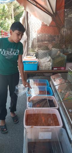 عکس خشکبار طاها