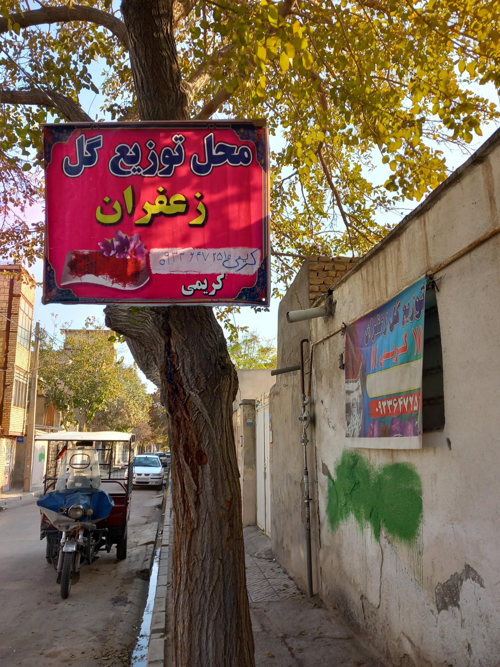 عکس توزیع‌ گل‌ زعفران‌ کریمی