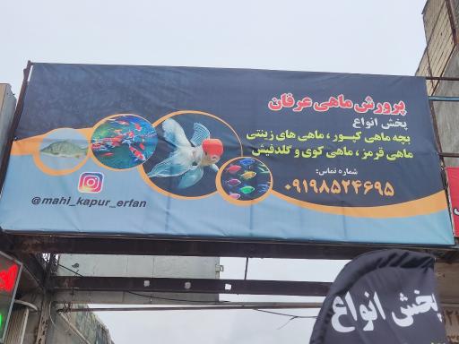 عکس پرورش ماهی عرفان