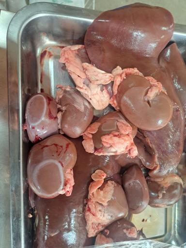 عکس جگرکی طاها