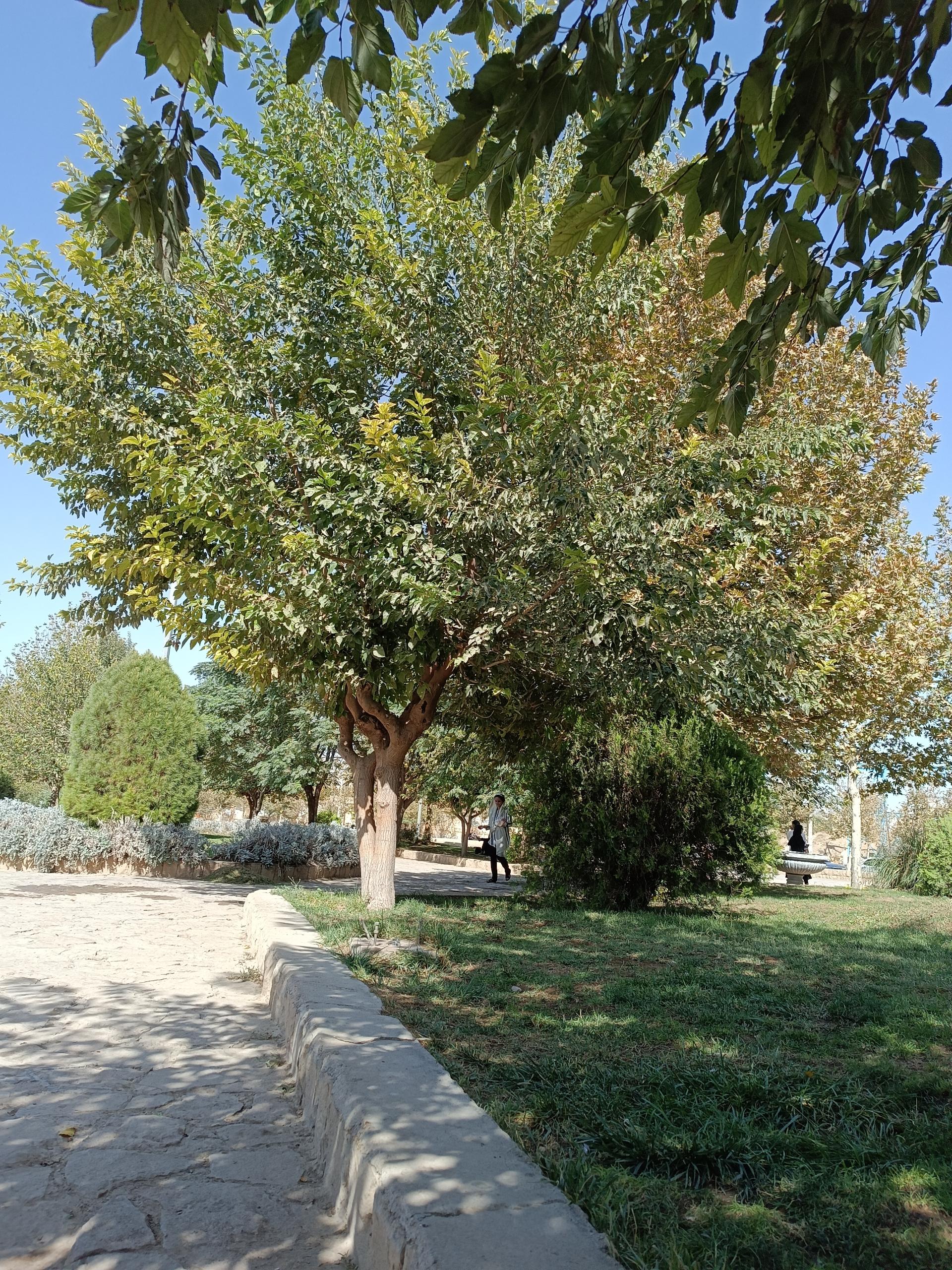 عکس پارک رضوان