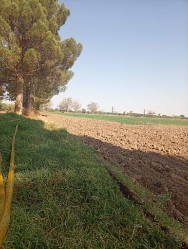 عکس مزرعه و کارخانه روغن زیتون فدک بلند نظر