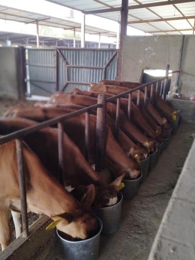 عکس دامداری عزیزیان