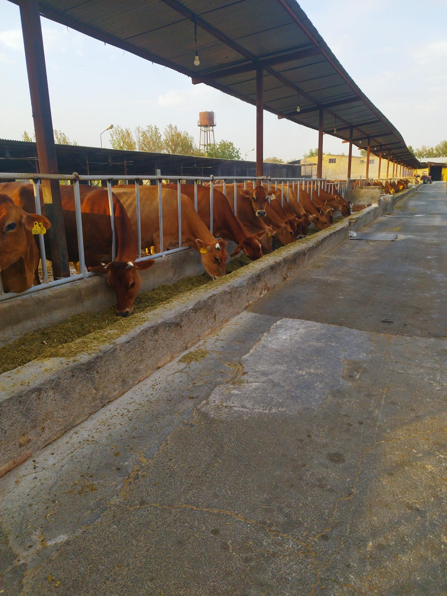 عکس دامداری عزیزیان