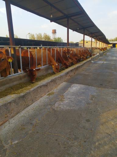 عکس دامداری عزیزیان