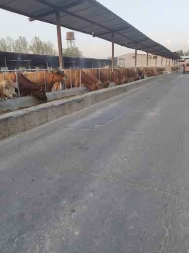 عکس دامداری عزیزیان