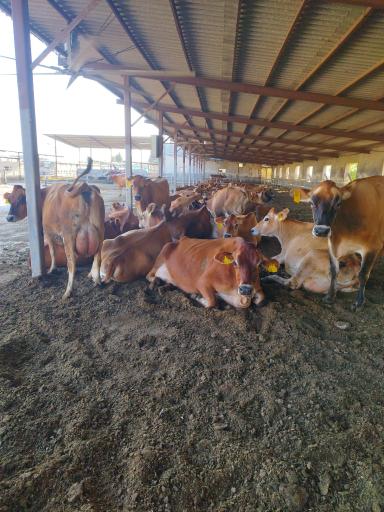 عکس دامداری عزیزیان