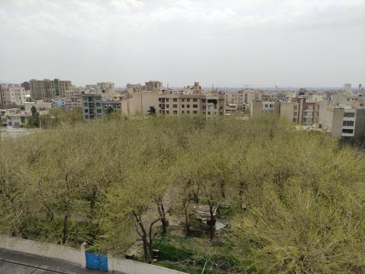 عکس باغ توت سید صادق