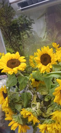 عکس تهران بونسای 