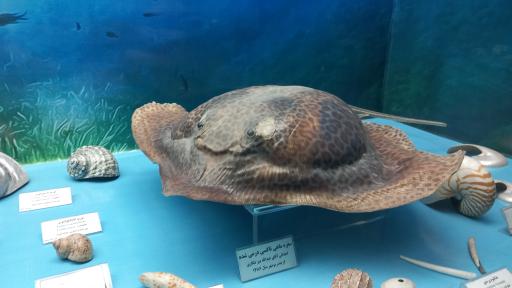 عکس موزه قصر خورشید 