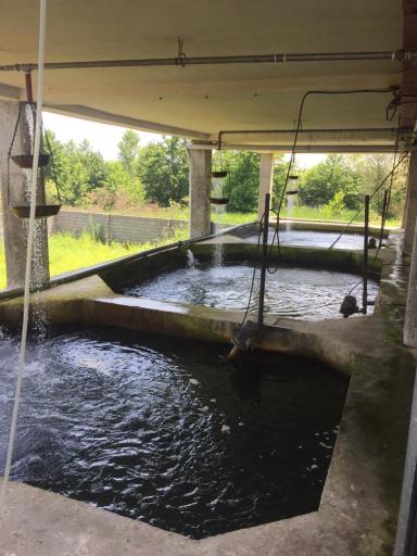 عکس پرورش و فروش ماهی قزل آلا زانوس