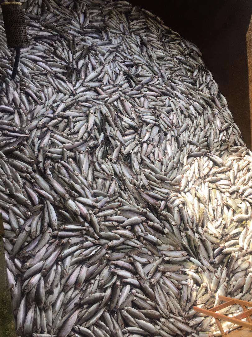 عکس پرورش و فروش ماهی قزل آلا زانوس