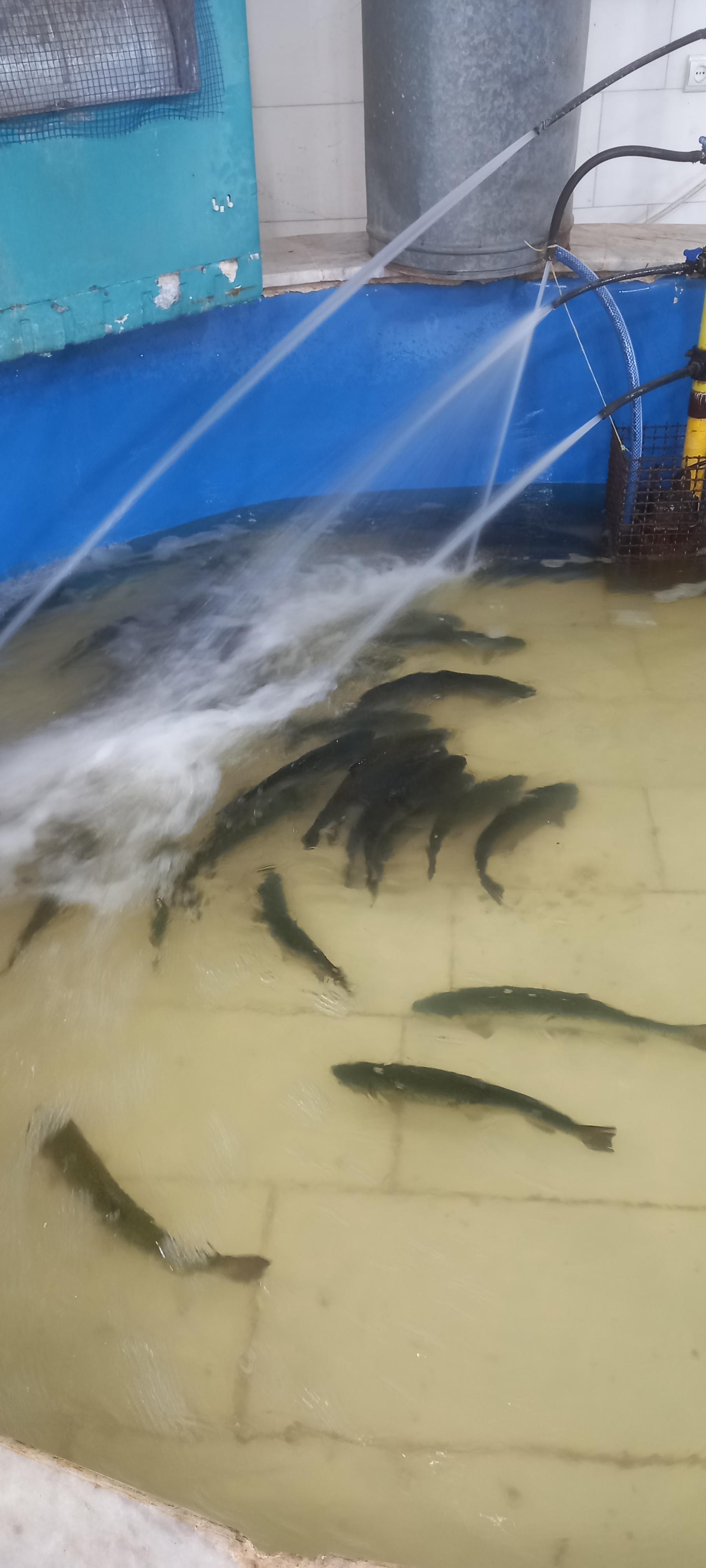 عکس هایپر مرغ و ماهی جزیران