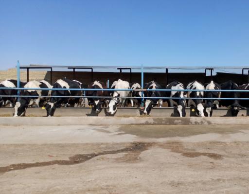 عکس گاوداری موسی پور 