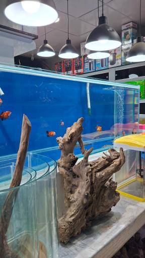 عکس آکواریوم رضا