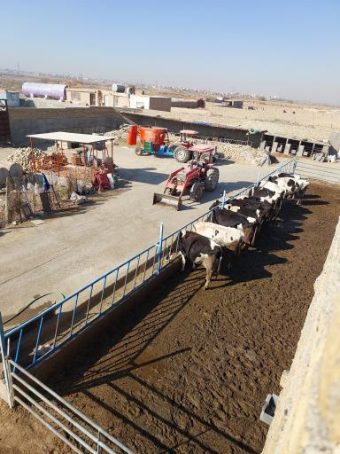 عکس گاوداری موسی پور 