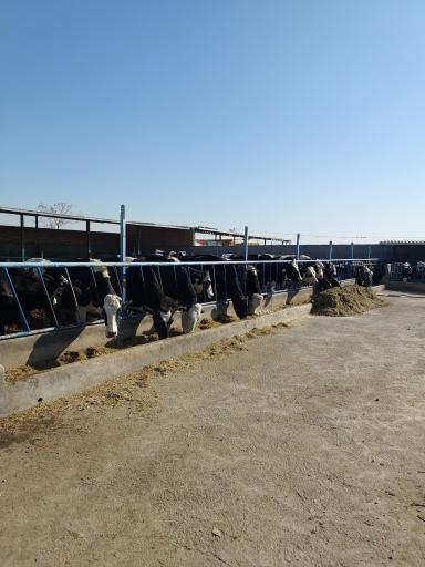 عکس گاوداری موسی پور 