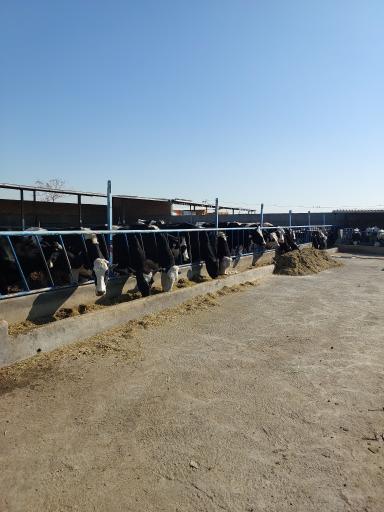 عکس گاوداری موسی پور 