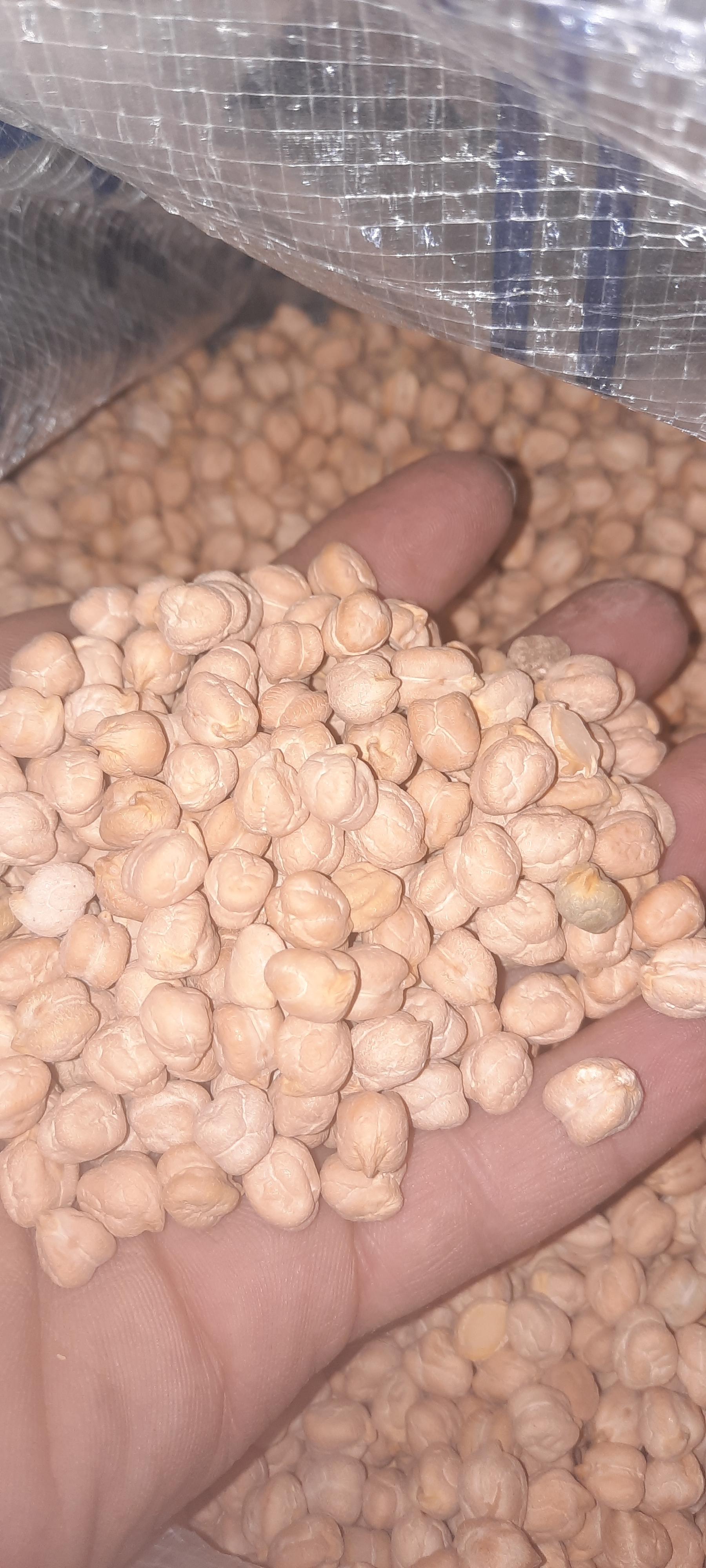 عکس پخش نخود و ادویه نیل