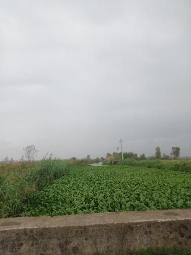 عکس سطل سر