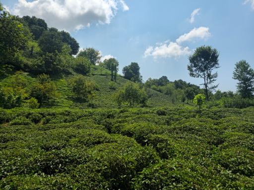 سطل سر