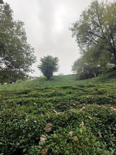عکس سطل سر