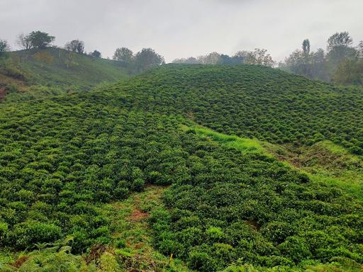 عکس سطل سر