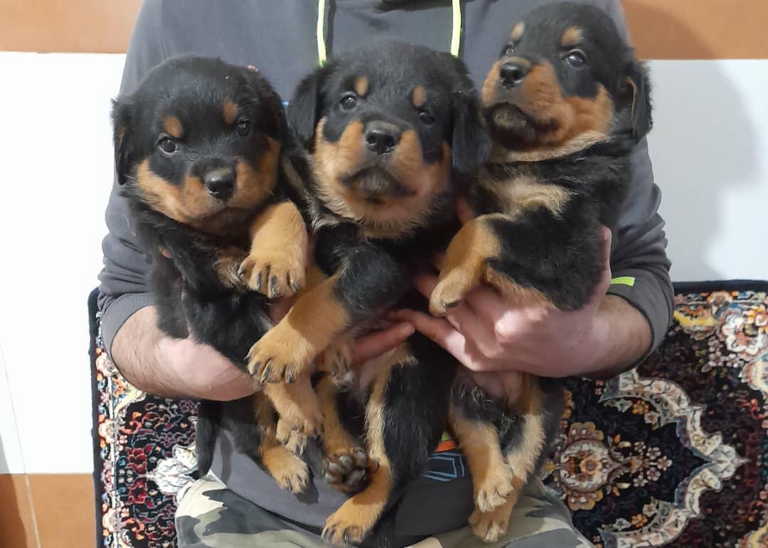 عکس باشگاه سگ های نگهبان