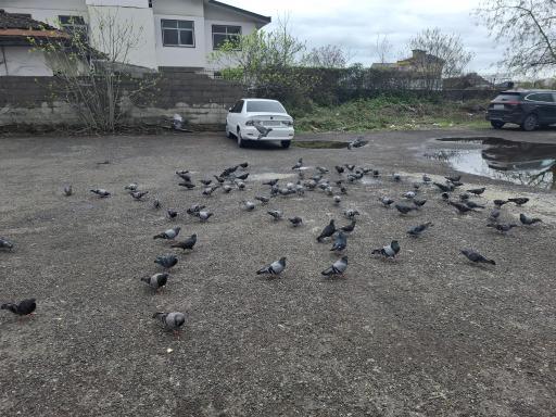 عکس حرم حضرت  فاطمه اُخری (س)