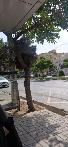 عکس  میدان هاشمیه