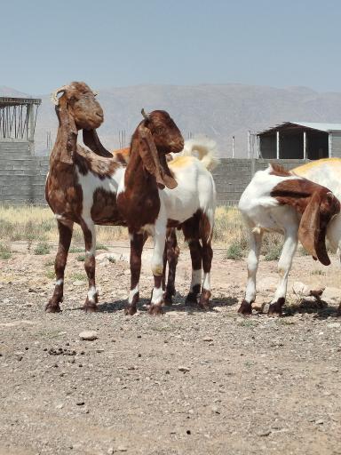 عکس دامداری صیادی